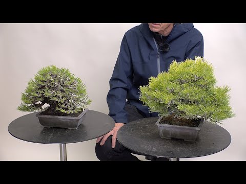 針金掛けの理由