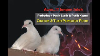 Download lagu MYSTERIES & MYTHS OF THE WHITE DOVE || The Luck and Characteristics of the White Dove || mp3