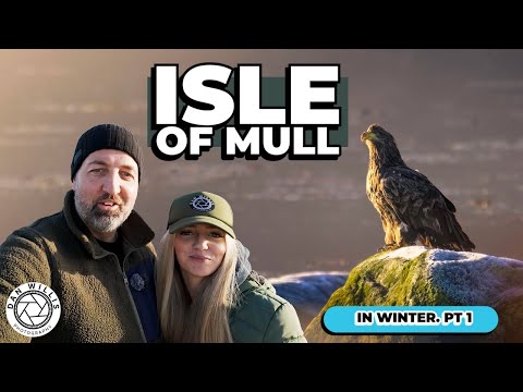 Wildlife Photography on the Isle of mull in winter!