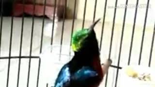 Download lagu Konin kolibri ninja ngobra isian nyrecet gereja panjang mp3