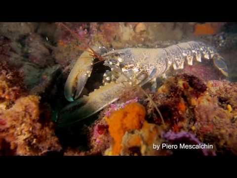 Homarus gammarus