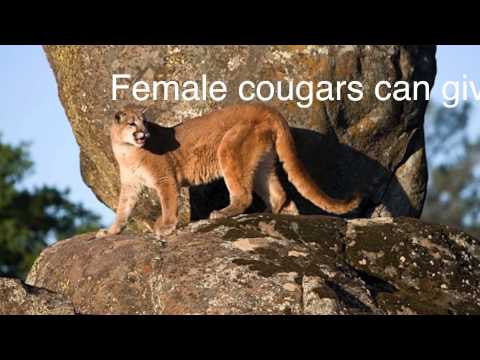 BuzzFeed   Large Wild Cat Facts   Marissa Langguth