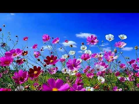 Lasati-ma s-alerg voios # Oastea Domnului