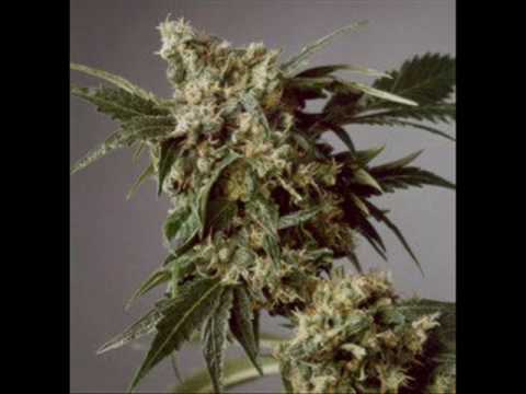 Rahmanee ft. Black Warrior - Bun Di Chalice