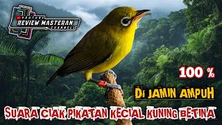 Download lagu DI JAMIN 100 % AMPUH UNTUK PIKATAN ‼️ SUARA CIAK CIAK PIKATAN KECIAL KUNING NGEKER BETINA mp3