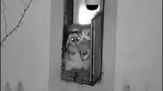 Fall des jüngsten Eulchens