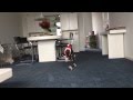 Funny Dog Videos: My Italian Greyhound Hugo makes an excellent..