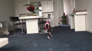 Funny Dog Videos: My Italian Greyhound Hugo makes an excellent Santas Little Helper Follow us on Instagram