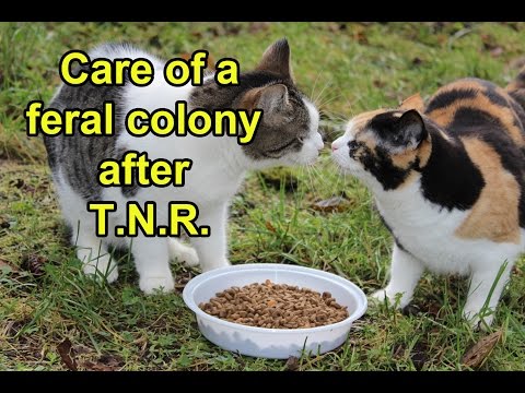 Care of a feral cat colony after TNR