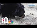 Milo Black Bear Dies At Zoo Knoxville
