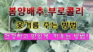[텃밭농부 1901]  봄양배추. 부로콜리 웃거름 주고 건강하고 맛있게 키우는 방법. #양배추재배 #부로콜리…