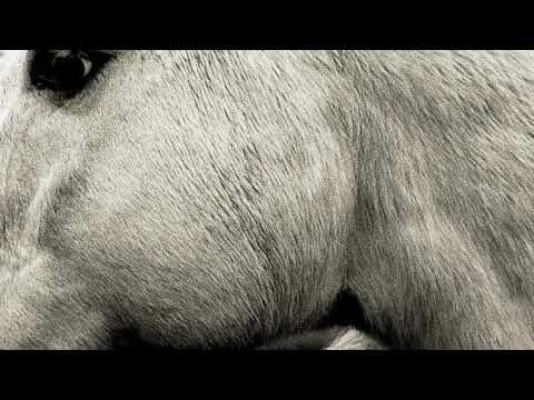 Bonny Light Horseman - Jane Jane (official audio)