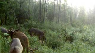 preview picture of video 'Big NC bucks comin to C'mere Deer Buck Juice'