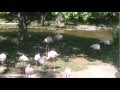 Lesser Flamingos At Cameron Park Zoo Waco Texas