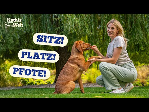 Teaching Sit, Stay & Paw - 3 Basic Commands for Puppies