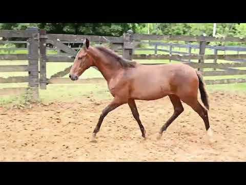 LOTE 31 SARGENTO SAGRADO CORAÇÃO