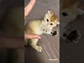IG 210211 BLACKPINK LISA IG STORY