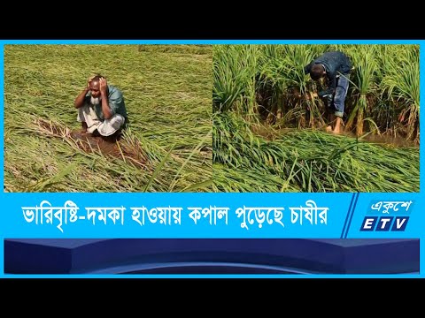 ভারিবৃষ্টি ও দমকা হাওয়ায় হাজার হাজার হেক্টর আমনের আবাদ ক্ষতিগ্রস্ত