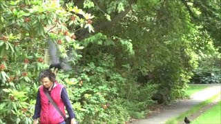 Crow Attacks My Daughter And Others