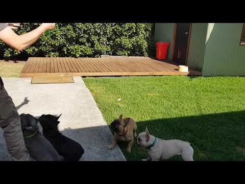 Gigwi Lets Fly Squirrel