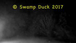 Swamp Duck - Ella Speed