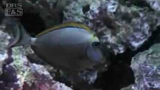 Naso Blonde Tang (Naso elegans) | LiveAquaria.com