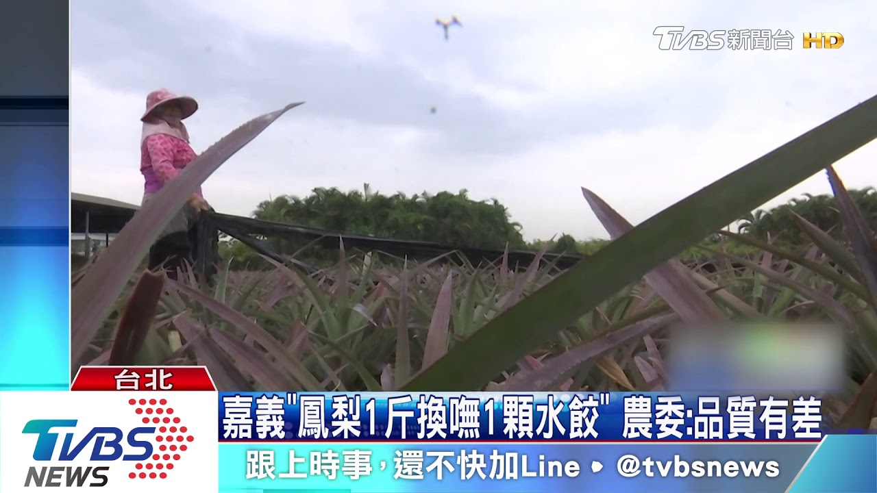 嘉義「鳳梨1斤換嘸1顆水餃」　農委：品質有差