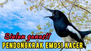 Download lagu kacer gacor NGEPLONG tarung ini Sangat Ampuh buat pancingan KACER agar Emosi mp3