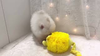 ポメラニアンの動画01