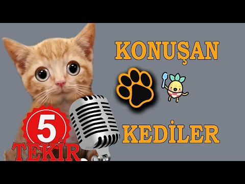 Konuşan Kediler  30 -- En Komik Kedi Videoları