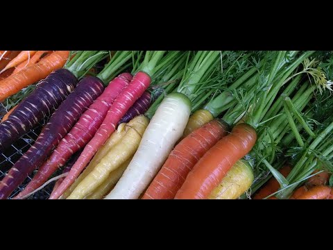 Wortels Carrots Zanahorias