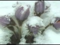 Цветы под снегом.Автор клипа Lusy Diuk. 