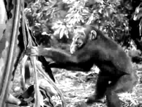 Johnny Weissmuller   Tarzan Yell