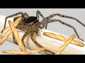 French Spider