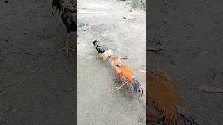 Download lagu Ayam Pama dan khoytrad 🔥 #ayamjago #ayamayaman #funnyanimal #aseelmurga #ayam #funnybird #rooster mp3