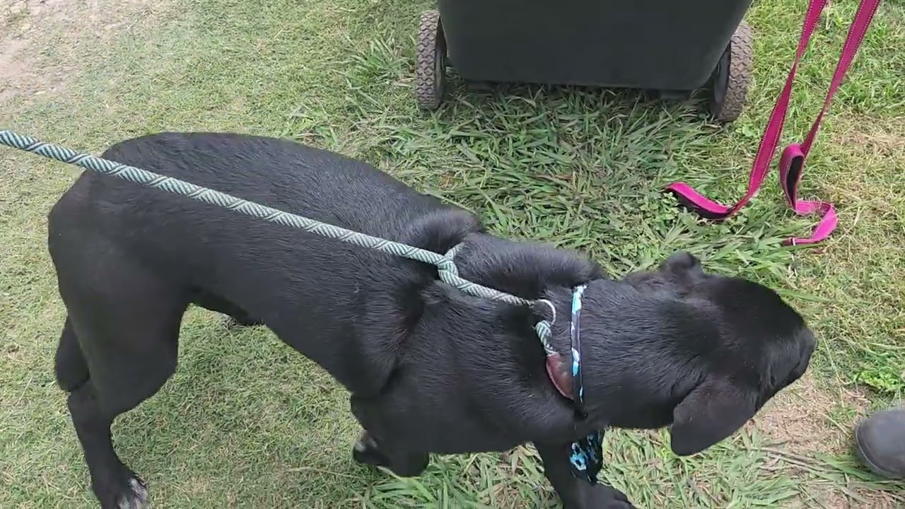 Enlarge Kota, a ADOPTABLE mixed breed in Bandera, TX video 3/4