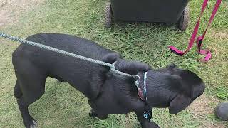 Video preview image #1 Labrador Retriever Puppy For Sale in Bandera, TX, USA