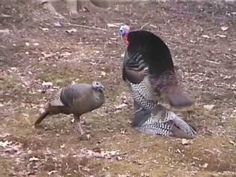 How do chickens have sex photo 29