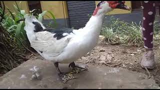 Famoso ganso patrcio asmr faz sucesso nas redes sociais.  #animais #aves #393 #ganso