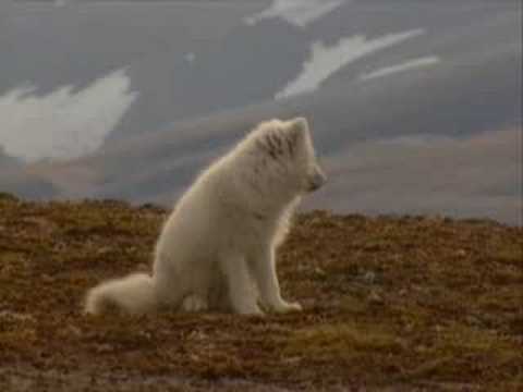 Animals of the Arctic - Part 1