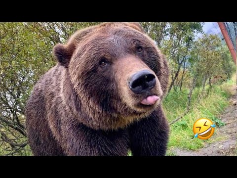 Compilation d'ours les plus drôles | vidéos d'animaux les plus drôles | vidéos de 10 minutes les plus intéressantes