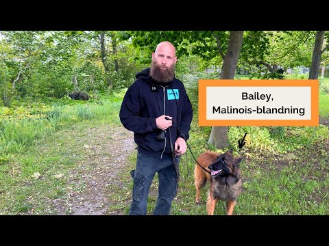 Reaktiv hund på promenad, så stoppar vi utfallen innan de händer