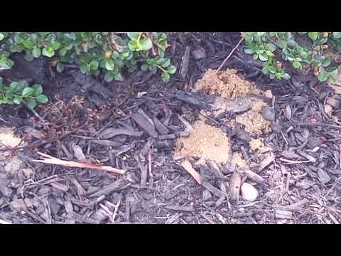 Yard & Mulch Bed Infested with Digger Bees in Piscataway, NJ