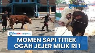 Momen Sapi Titiek Ngambek Dijejerkan Hewan Kurban Prabowo, Jadi Tontonan Warga di Masjid Agung Solo