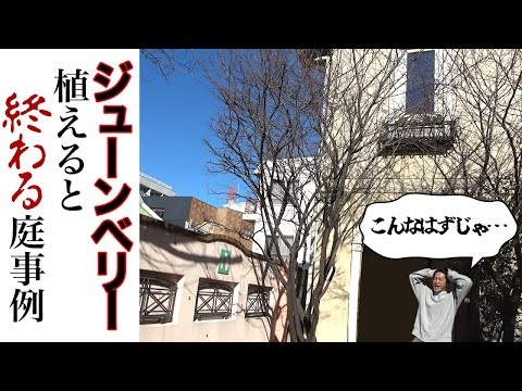 ジョスタベリー、ヨークベリー 植物