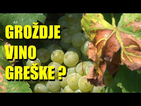 PRAVLJENJE VINA - ovo su VAŽNE STVARI koje ljudi ne shvataju - OVAKO SE PRAVI RAZLIKA izmedju dobrog