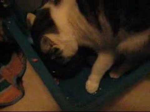 Meow Meow's best meal in life!!