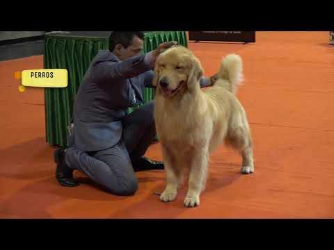 “Perros en acción”  Programa Nº 359 Bloque 3