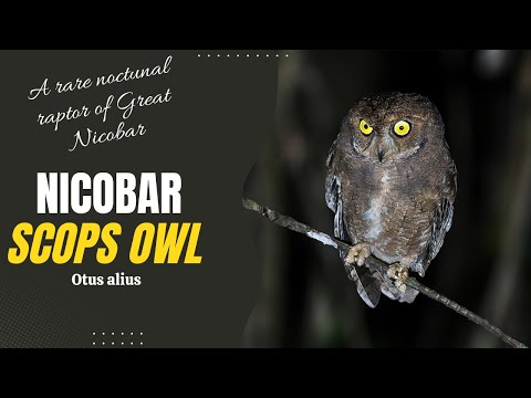 Nicobar Scops-Owl — Otus alius