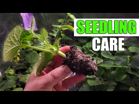 Growing Zucchinis The Right Way Part 1 of 3